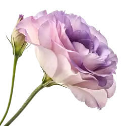 Imagen PNG para descargar